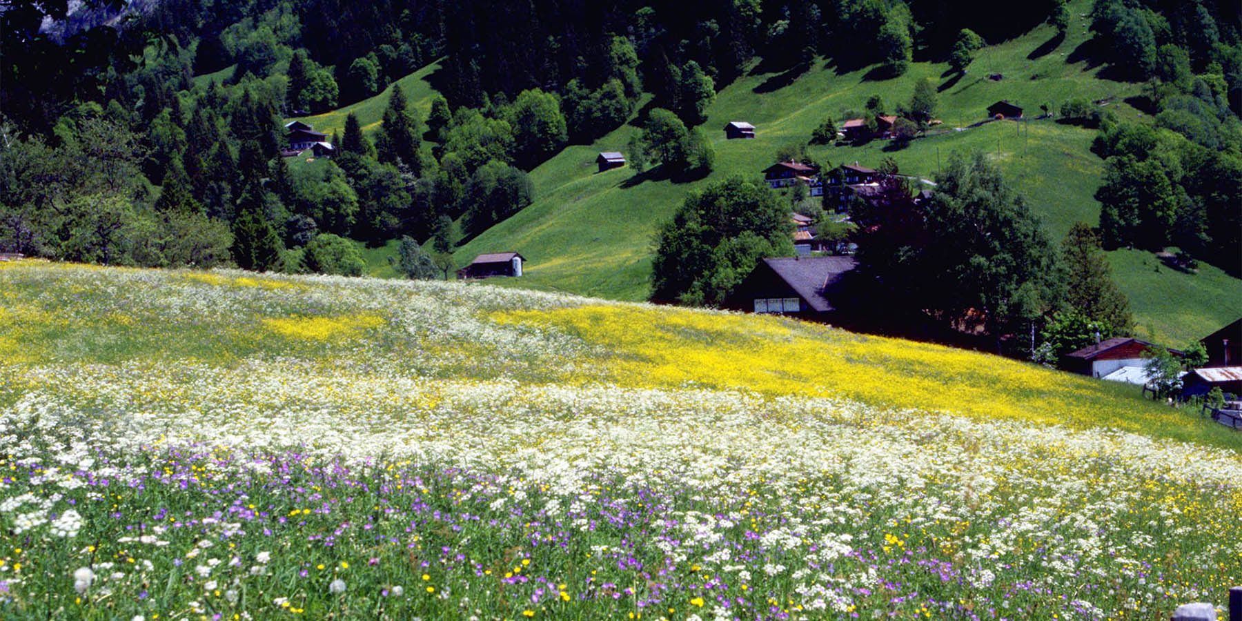 Sinfonia di Primavera